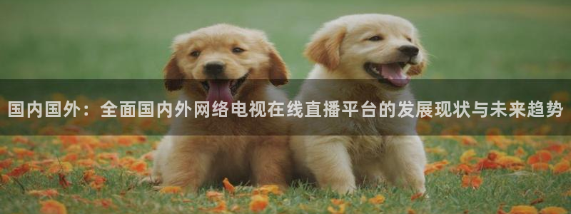 黑白体育足球直播
